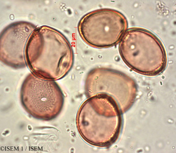 ISEM 1/Carya_pecan_28369/Carya_pecan_28369_0001(copy)_thumb.jpg